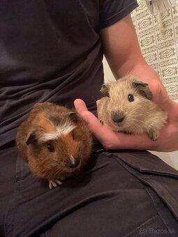 Predám morské prasiatka