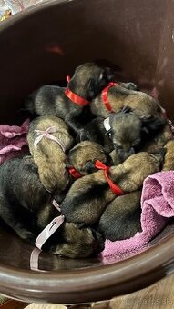 Šteniatka- Československý vlčiak