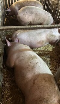 Predám jatočné ošípané