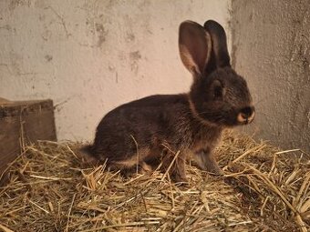 Predávam zakrslé králiky