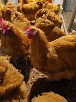 Orpingtonka žltá velká forma