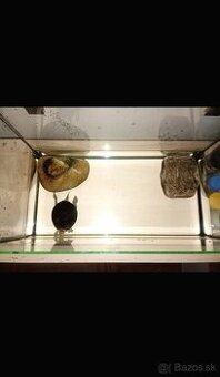 Predám korytnačku mapovu s príslušenstvom - 1