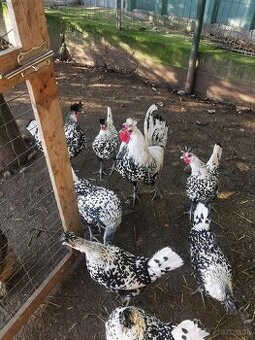 Predám násadové vajíčka