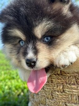 Pomsky / Pomeranian / Husky