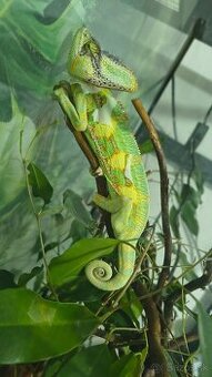 Chameleón Jemensky