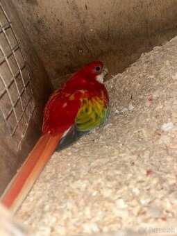 Rozela pestra opalin golden gold