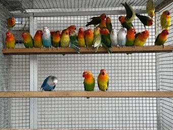 Amazonan ara zako