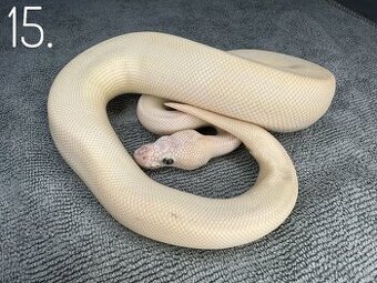 Predám nádherne mladé Python Regius 2024