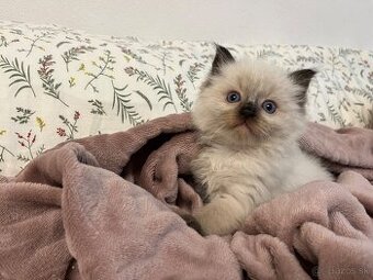 Ragdoll mačiatka