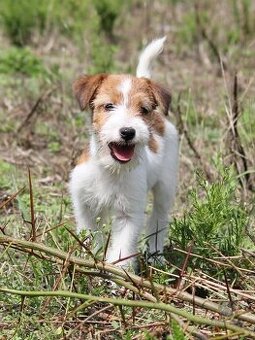 Jack Russell teriér