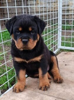 Šteniatka Rottweilera, Rottweiler, Rotvajler,Rottweiler s PP