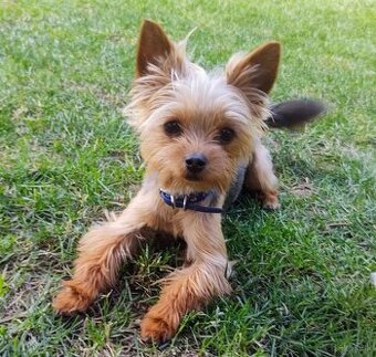 Yorkshire Terrier, York, Jork, Yorkshirsky teriér, šteniatka