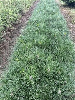 Sadenice borovica čierna