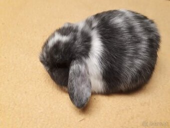 Zakrslý  baranček -zdrobnelý