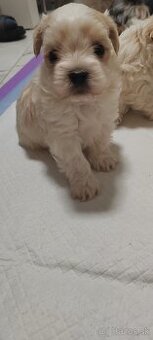 Predám Yorkshire terrier mini