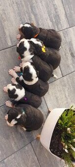 Bernský salašnícky pes- šteniatka