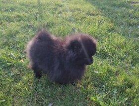 Pomeranian čierny