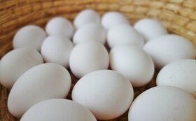 Domáce vajcia , biele