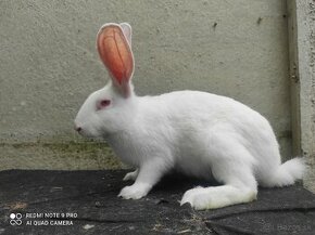 Predám Hyla králiky - 1