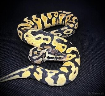 Python Regius