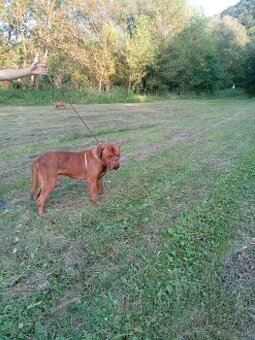 Bordo doga
