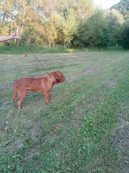 Bordo doga