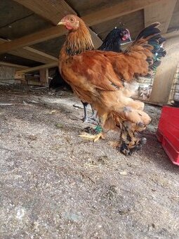Predám kohútikov Brahman a Australorp