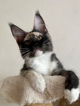 Mainská mývalia , Maine Coon , MCO s PP