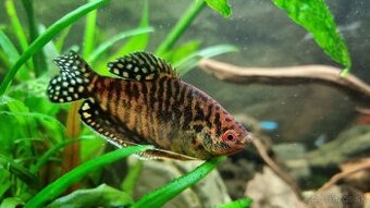 Predám "Tigrie" Guramy červené/oranžové