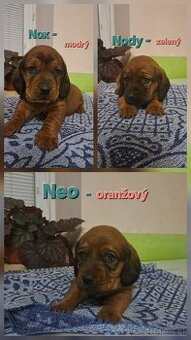 Alpsky jazvecikovity durič