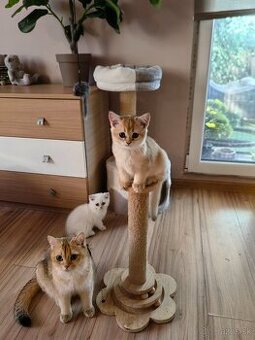 Britská krátkosrstá mačka