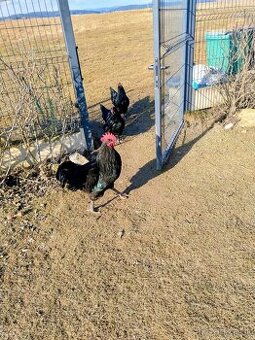 Predám kohútov australorpky