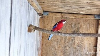 Rozela pestrá červená