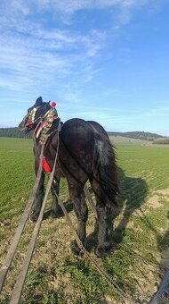 Predám Ťažného žrebca