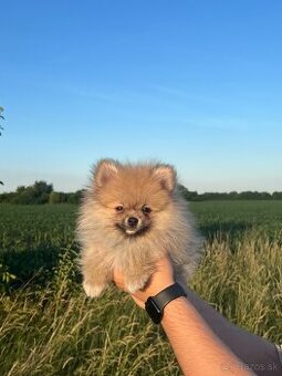Pomeranian Teddy