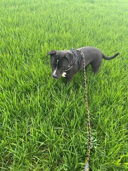Darujem pitt bullku