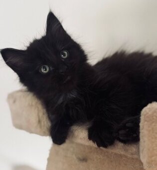 Maine Coon (Mainská myvalia)