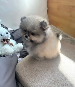 Pomeranian mini girl