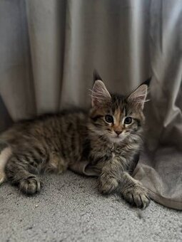 Maine coon mačiatka k odberu