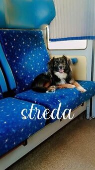 Darujem psika vola sa Pablo len do dobrých rúk