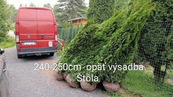 Tuja Smaragd, vavrínovec, červienka - Ružomberok