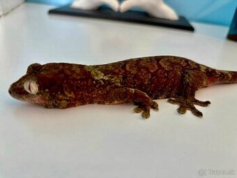 1.0 Mniarogekko Chahoua 36g