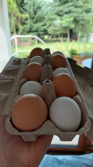 🥚 Predám domáce vajcia z voľného chovu