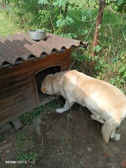 Zlatý retriever