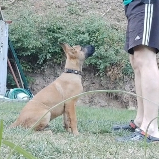 Belgický Malinois