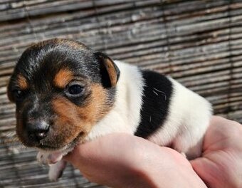 Jack Russell