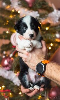 Border kólia - s PP(ISDS)