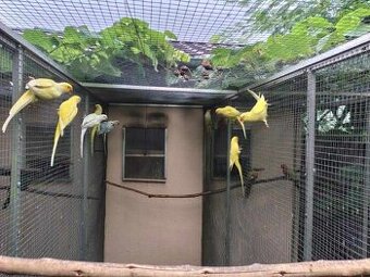 Alex.malý predaj aj chovné páry