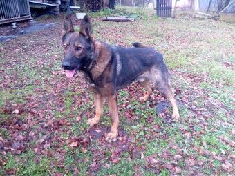 Nemecký ovčiak na predaj