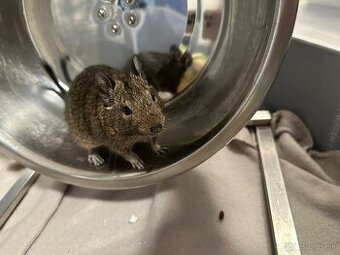 Darujem osmákov degu